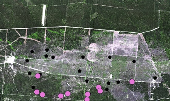 remote sensing, botanical map, vegetation